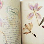 herbier 14 planches & 17 planches de dessins originaux