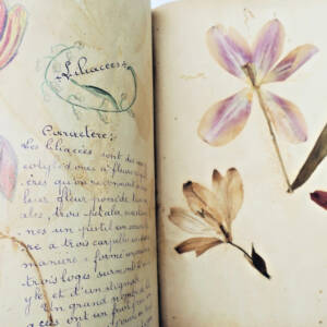 herbier 14 planches & 17 planches de dessins originaux