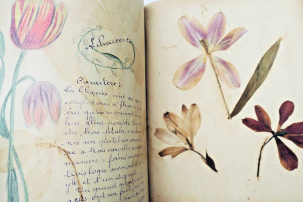 herbier 14 planches & 17 planches de dessins originaux