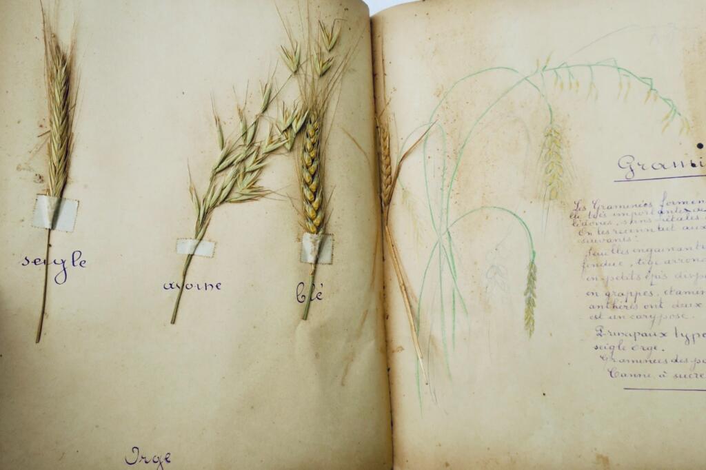 14幅与17幅植物图谱与原画