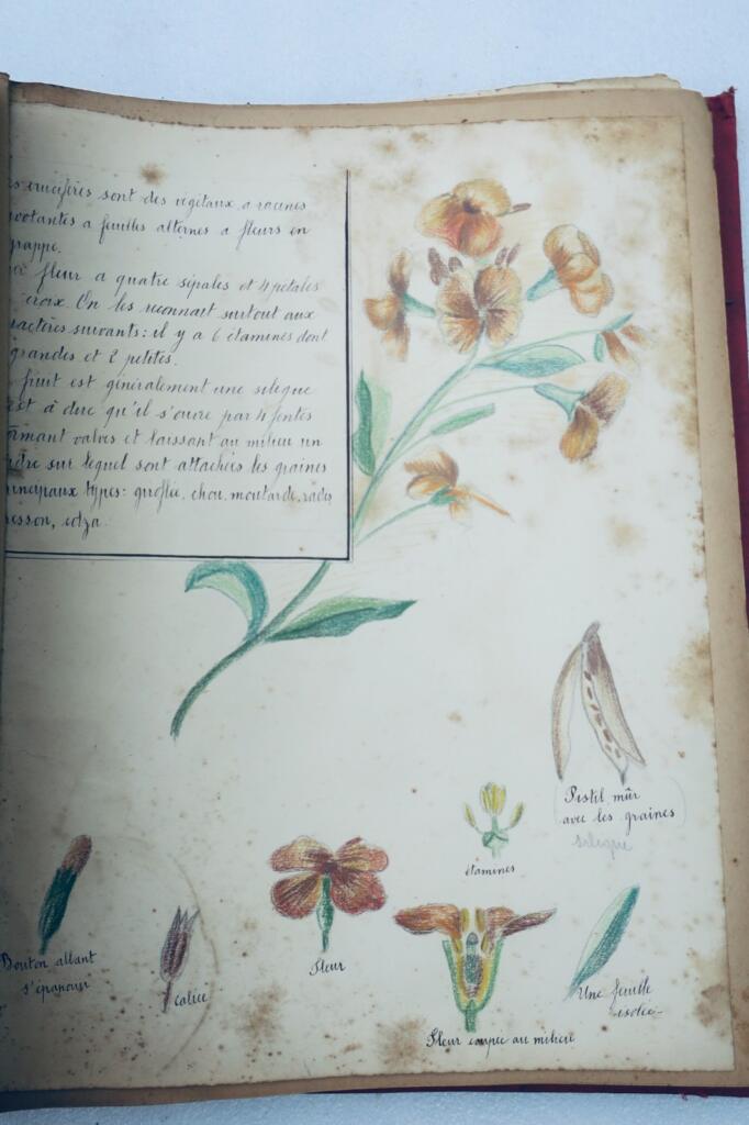 14幅与17幅植物图谱与原画