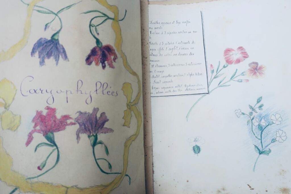 14幅与17幅植物图谱与原画