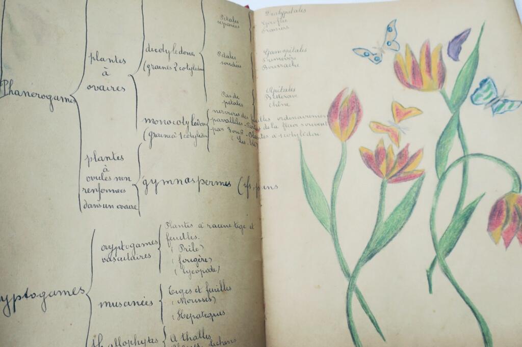14幅与17幅植物图谱与原画