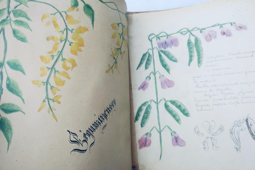 14幅与17幅植物图谱与原画