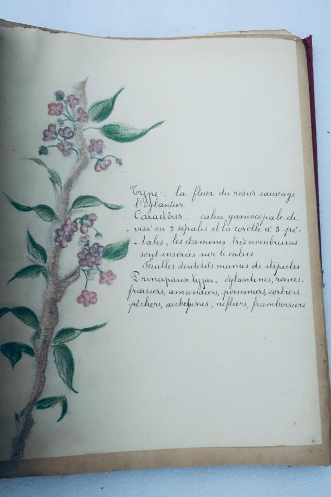 14幅与17幅植物图谱与原画