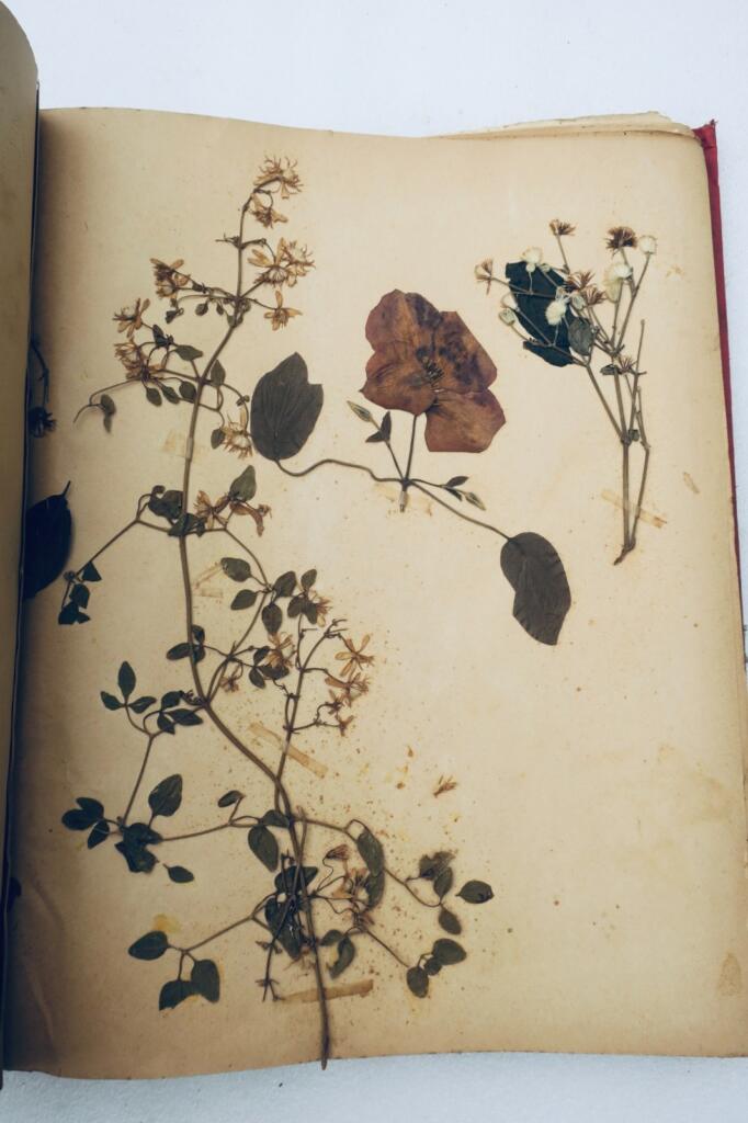 14幅与17幅植物图谱与原画