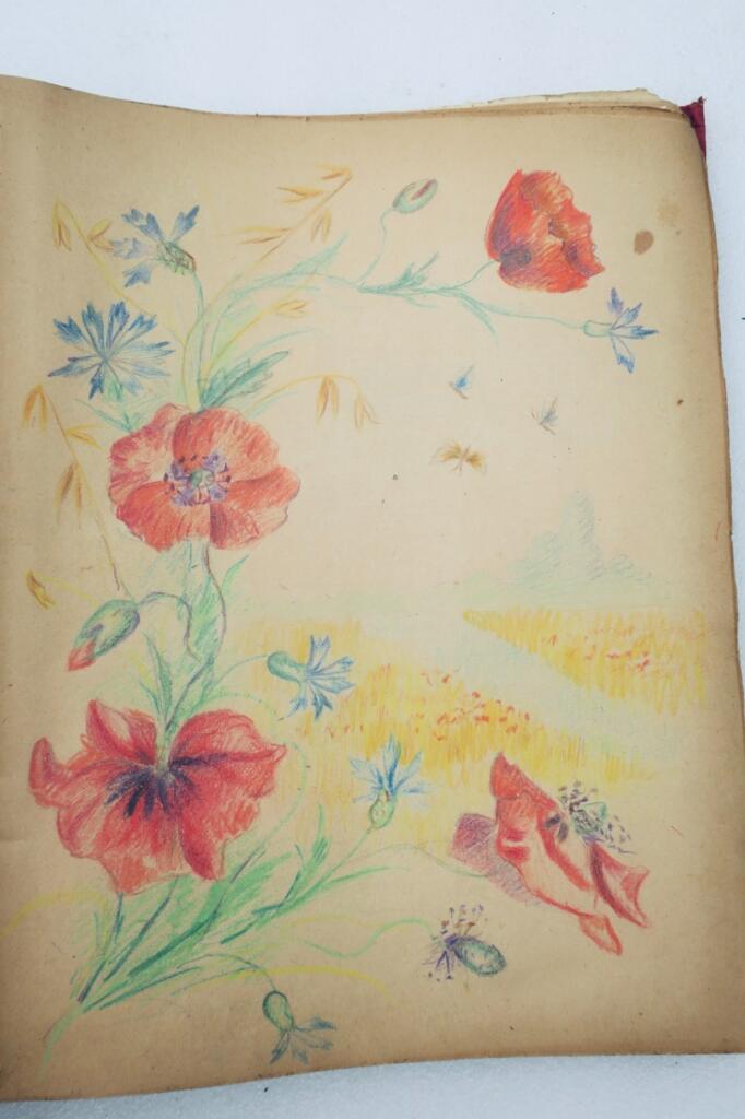 14幅与17幅植物图谱与原画