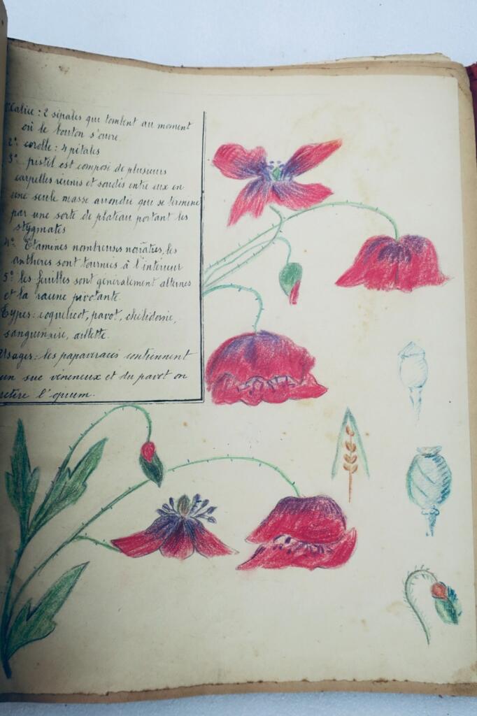 14幅与17幅植物图谱与原画