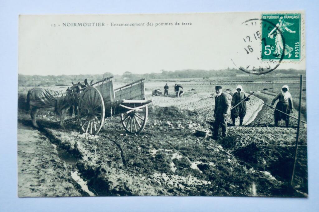 Noirmoutier-Kartoffelanbau 1912