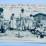 1905 Oyster Farming Techniques in Ares