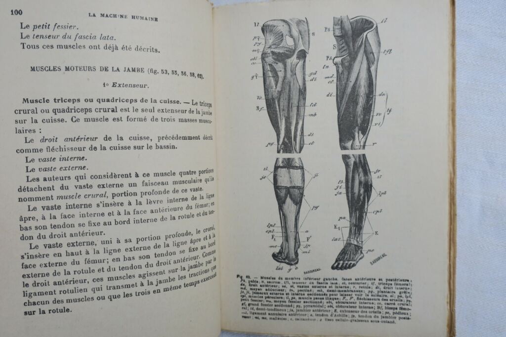 Mechanik und Physiologie der menschlichen Maschine