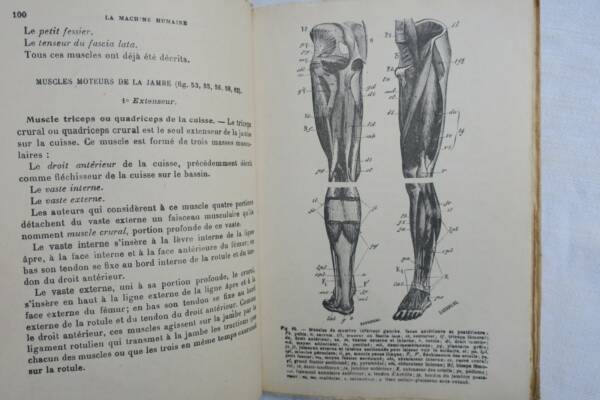 Mechanik und Physiologie der menschlichen Maschine