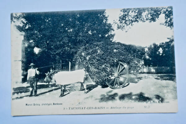 Taussat-les-bains attelage du pays 1917
