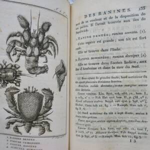 océan Histoire Naturelle.. des Crustacés et des insectes 1802