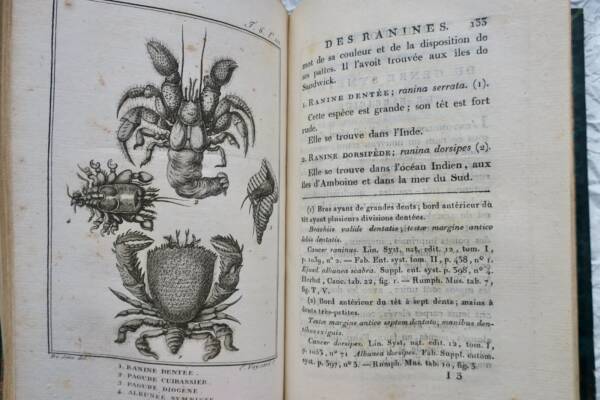 océan Histoire Naturelle.. des Crustacés et des insectes 1802