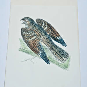 Oiseau engoulevent estampe couleurs