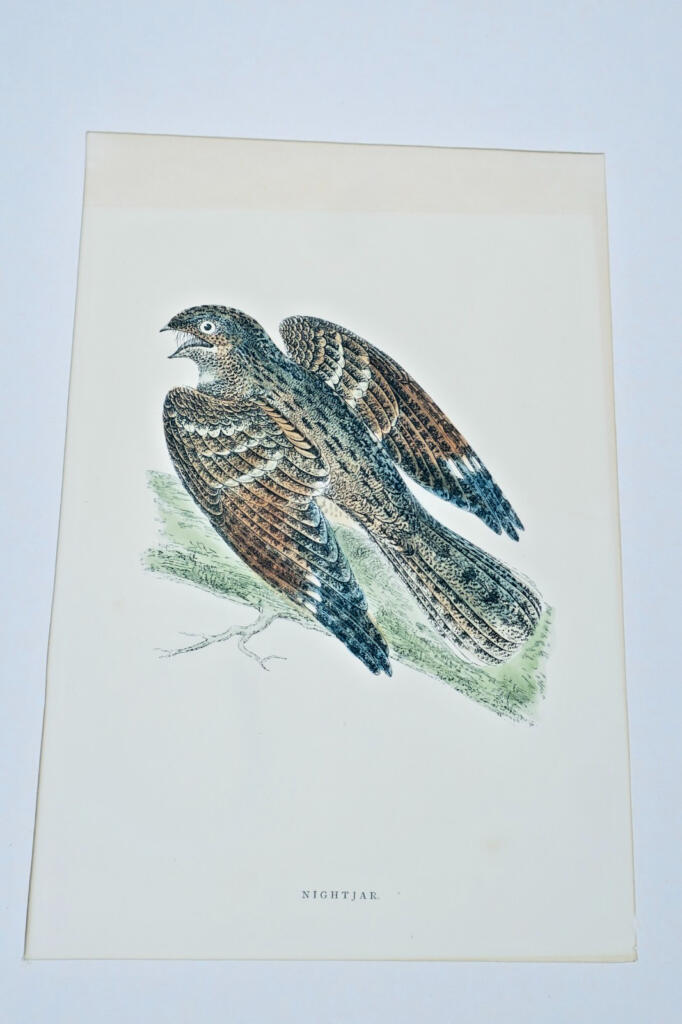 Oiseau engoulevent estampe couleurs