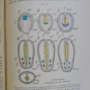 Traité de zoologie concrète. Tome V: Les vermidiens 1897