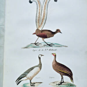 BUFFON Histoire naturelle racontée a la jeunesse ou exposé des insectes