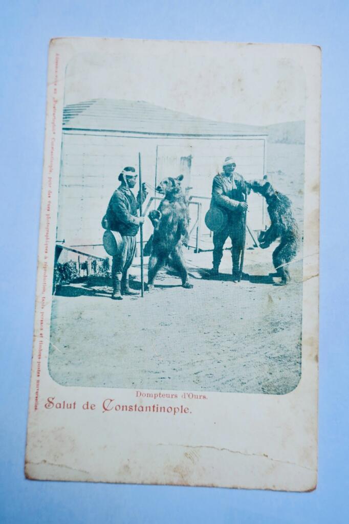 Bears in Turkey: A Cultural Snapshot