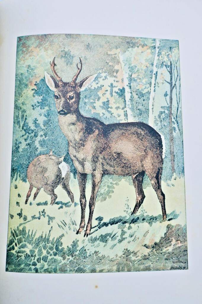 chasse LACROIX-DANLIARD Au bois légendes et études de moeurs sur les quadrupèdes