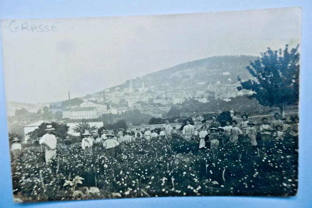 1913年格拉斯收获明信片