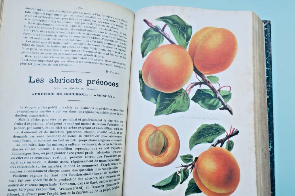 Agricultural and Wine Production Review 1907