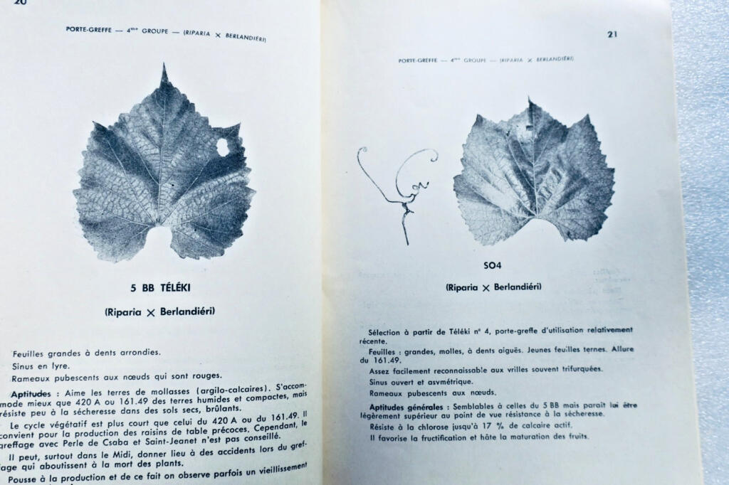 Study of Grape Varieties
