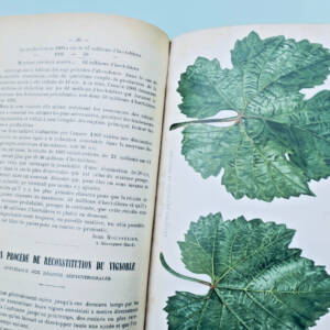 Le Progrès Agricole et Viticole 1902 - 1er semestre