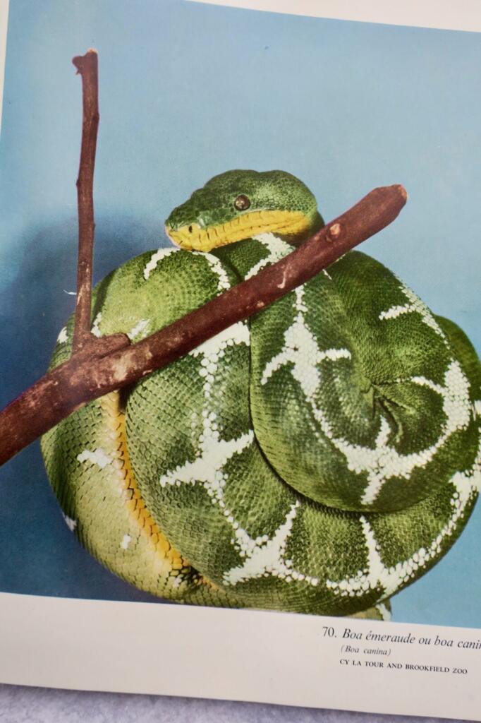 Lebende Reptilien der Welt
