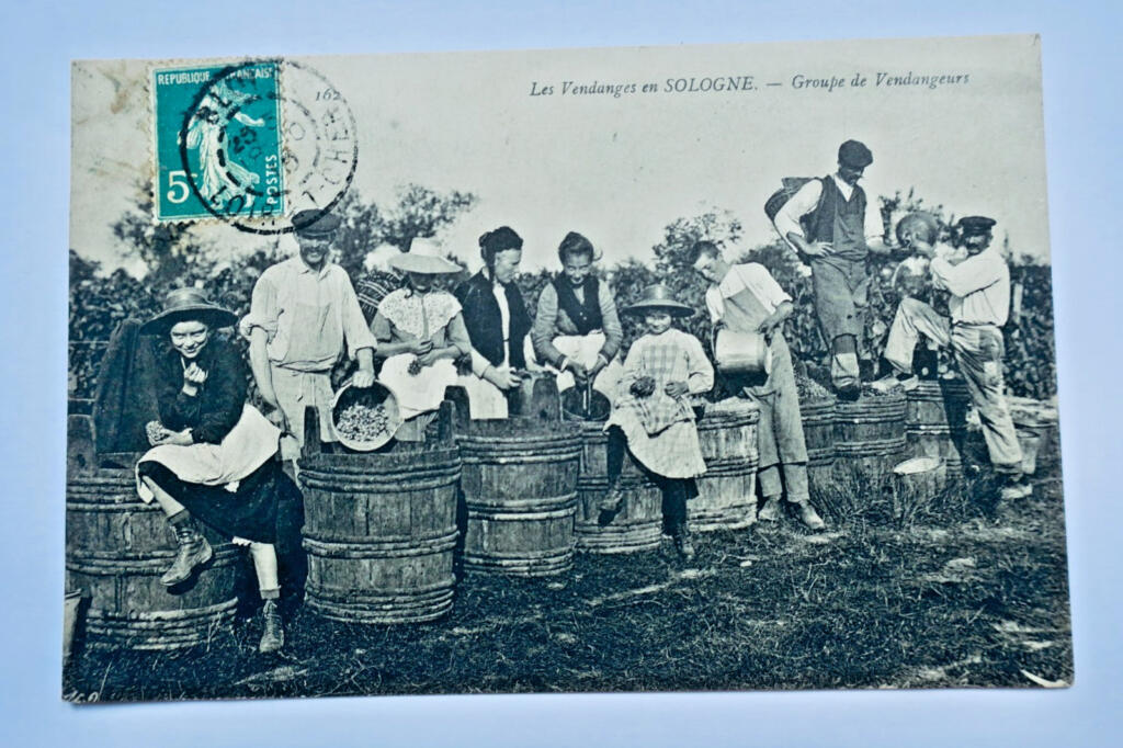 vendanges en Sologne groupe de vendangeurs