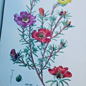 plante BOIS atlas des plantes de jardins et d'appartements 1896