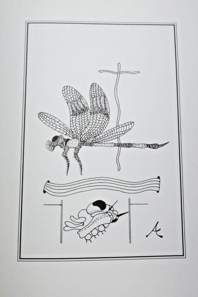 Träume von Insekten