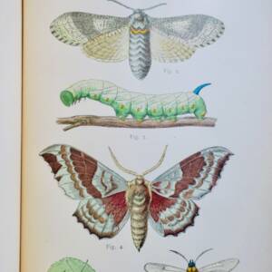 ARBRE UTILE - LE PEUPLIER - HISTOIRE VARIETES CULTURE UTILITE