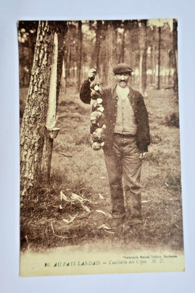 Mushroom Foraging in the Landes Region