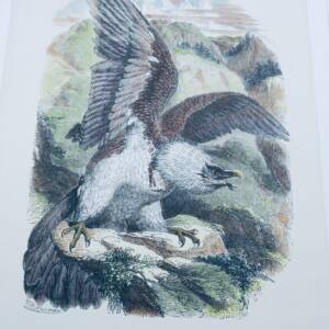 Oiseau Gypaete estampe couleurs