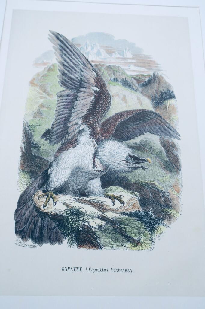 Bearded Eagle Colored Print