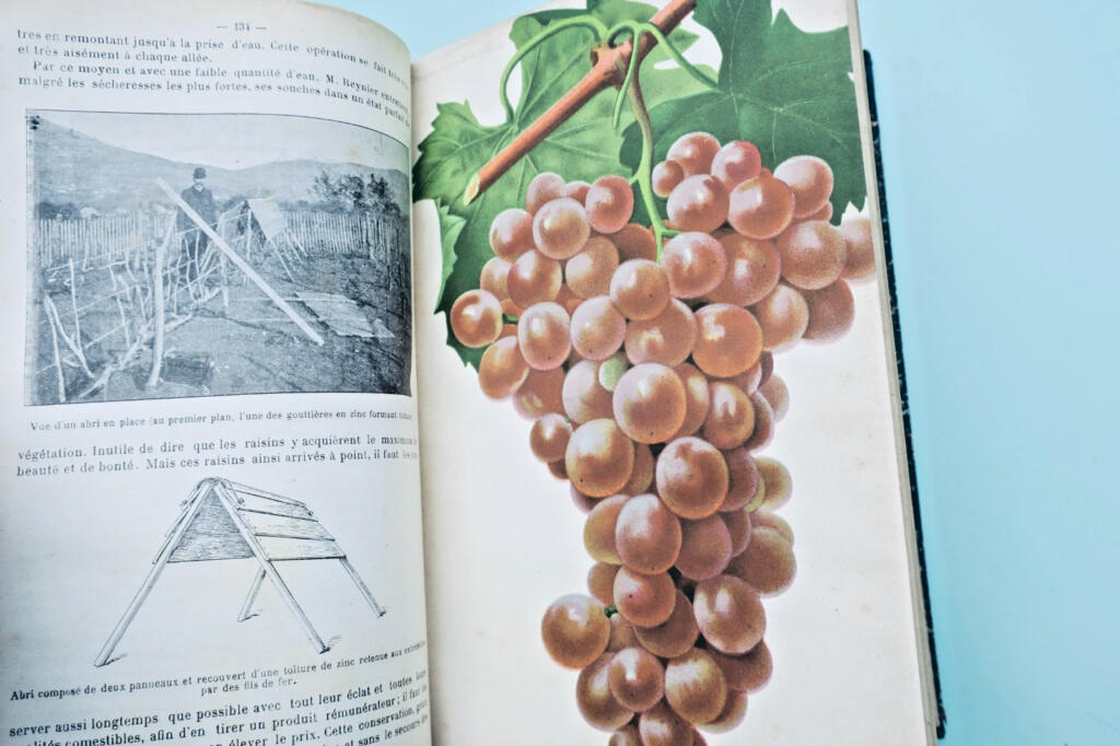 Le Progrès Agricole et Viticole 1908 – 2er semestre