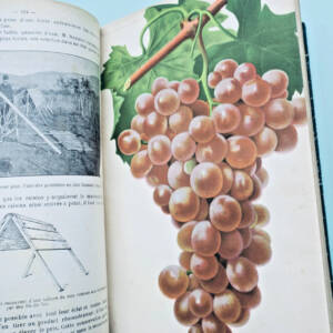 Le Progrès Agricole et Viticole 1908 - 2er semestre