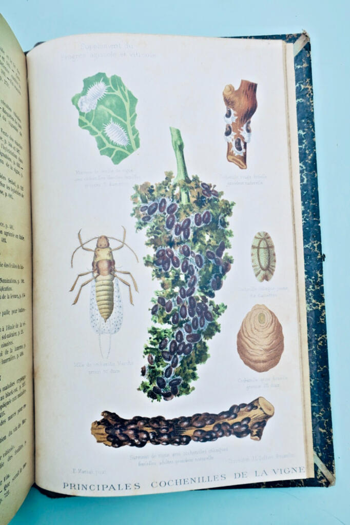Agricultural and Wine Progress, 1901 H2