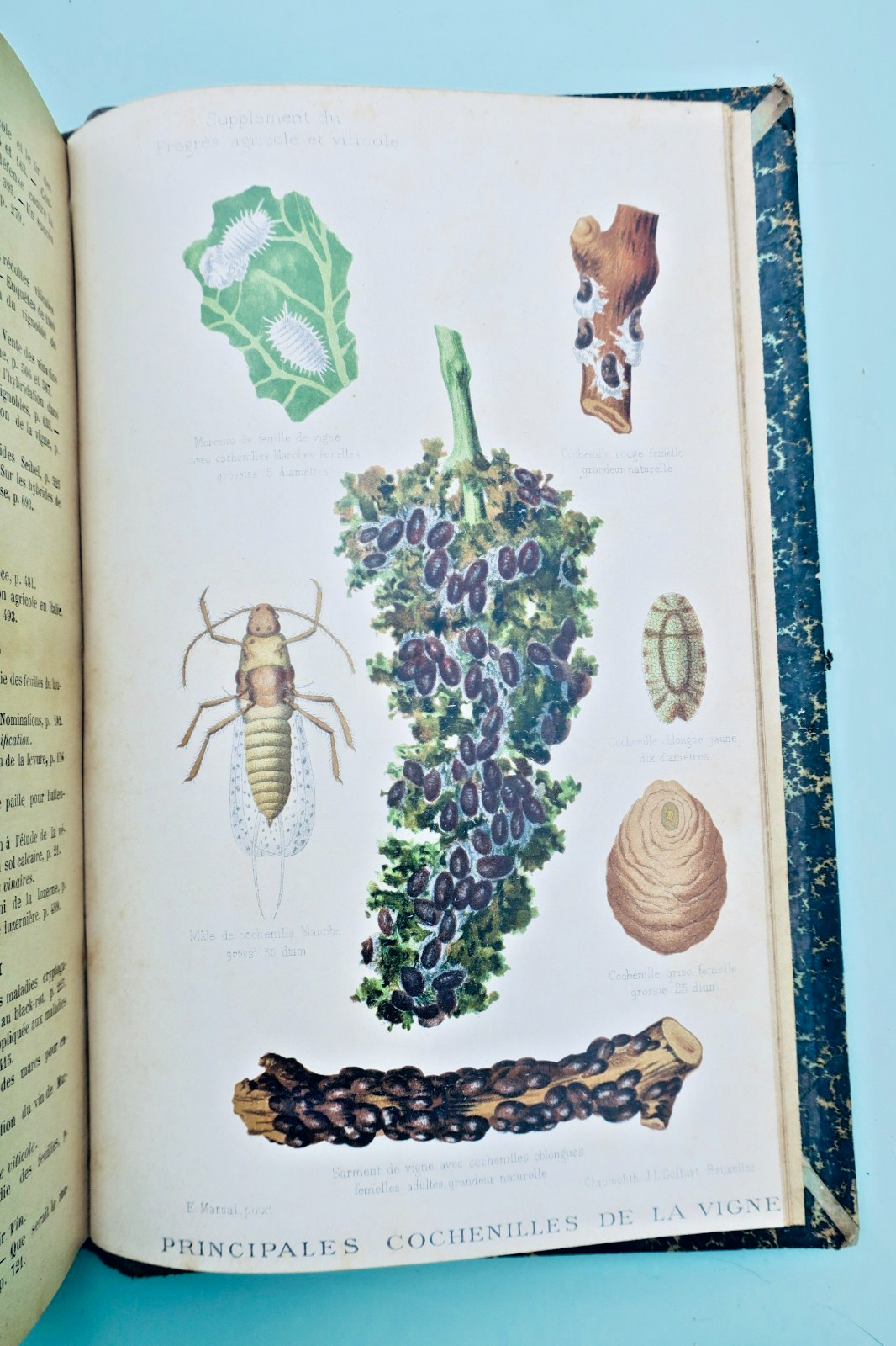 El Progreso Agrícola Y Vitícola 1901 - 2do Semestre