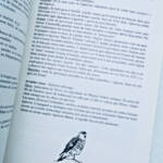 Oiseau étymologie des noms d&rsquo;oiseaux - La Librairie Antique