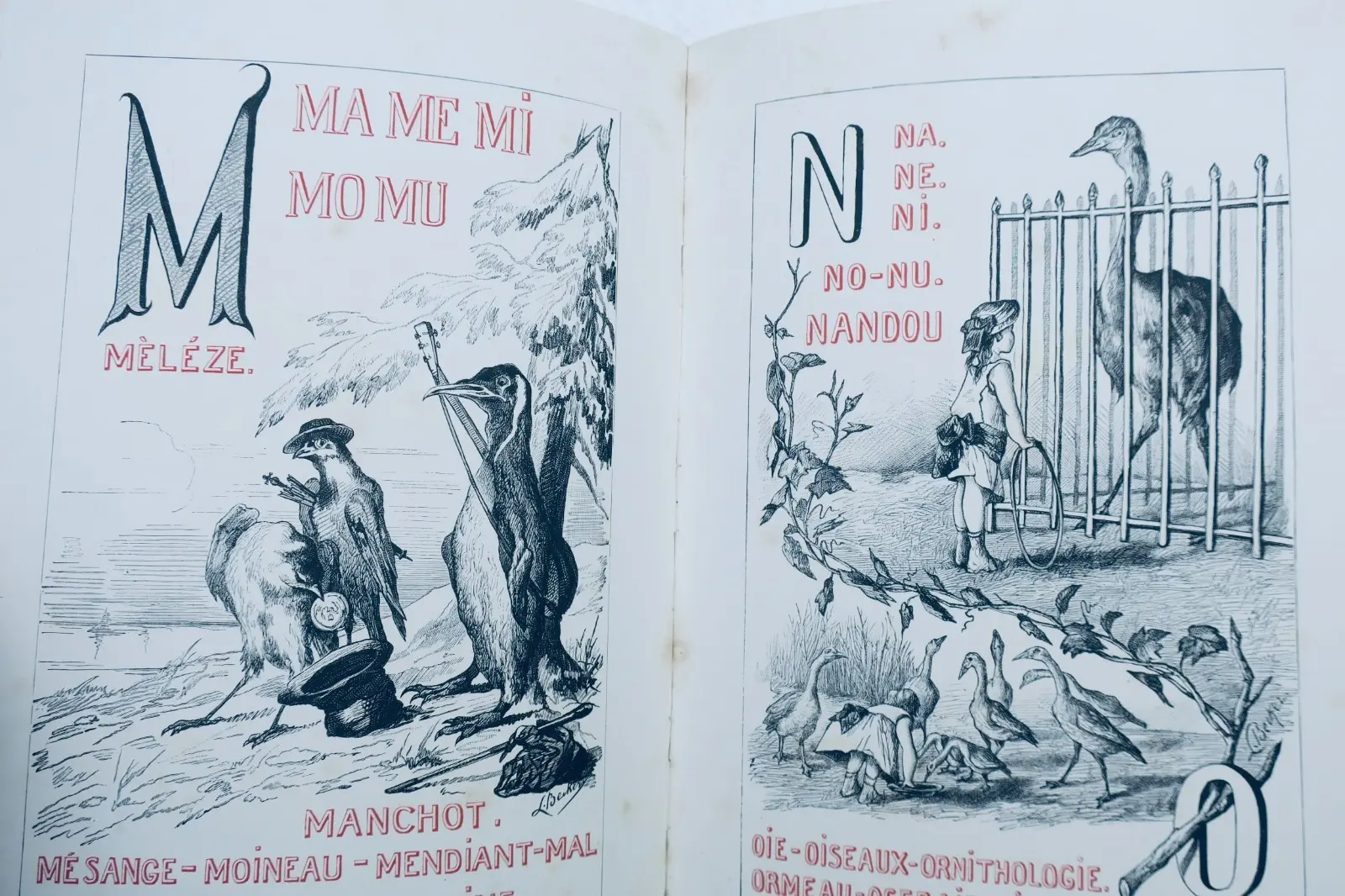 Alphabet des oiseaux Hetzel illustré par Méaulles – Image 7