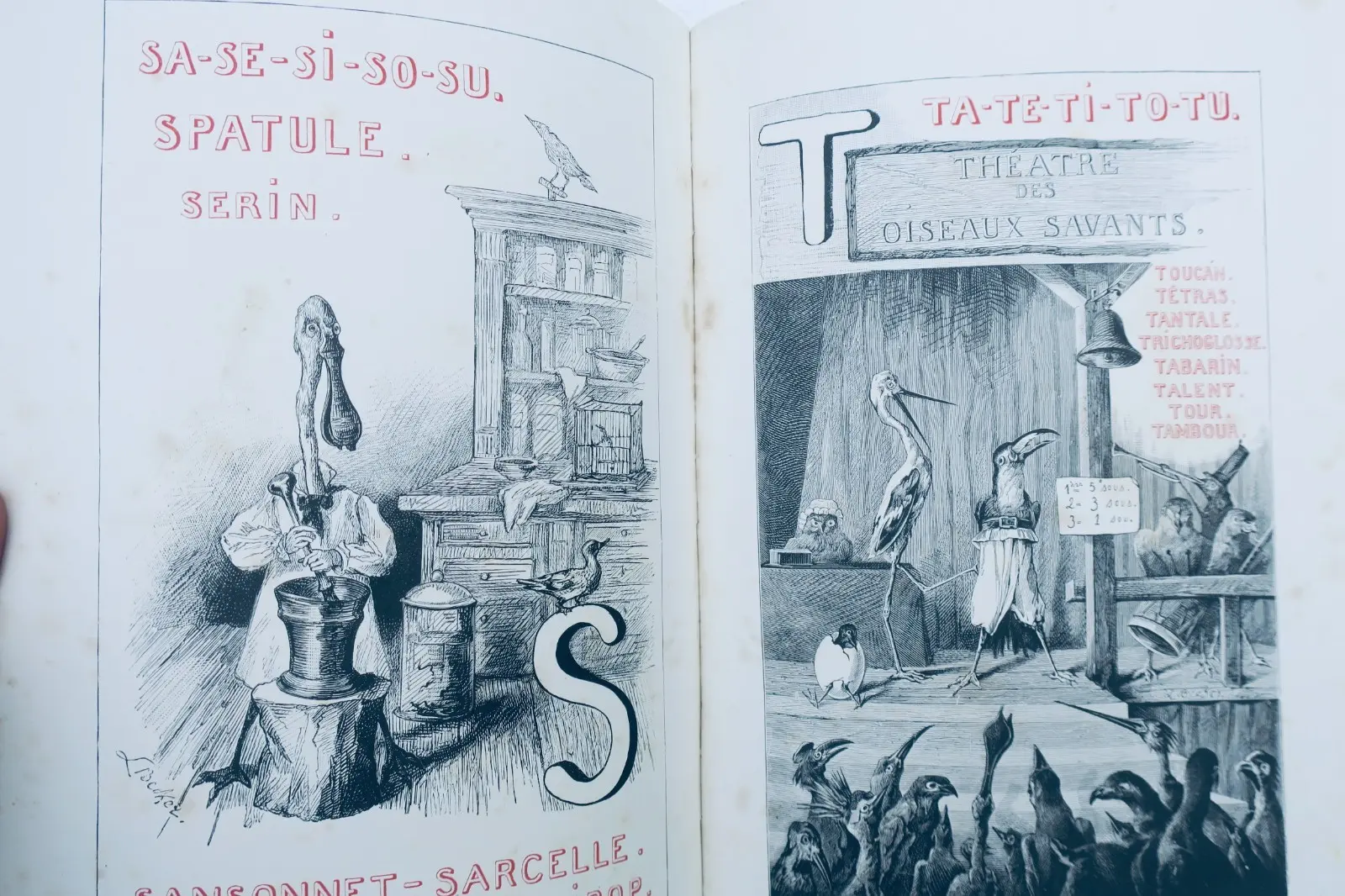Alphabet des oiseaux Hetzel illustré par Méaulles – Image 8