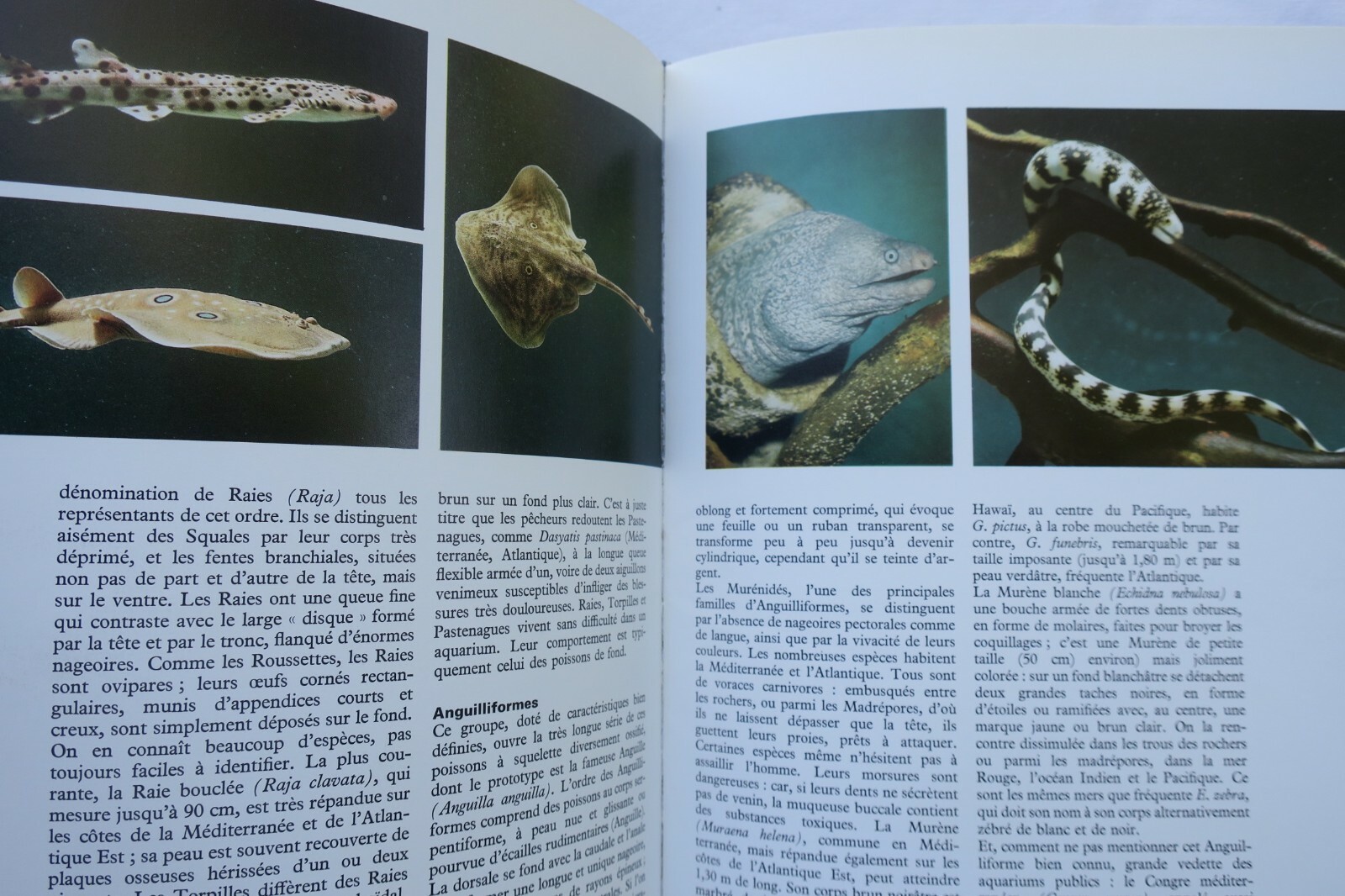 1975年水族箱生活 - Image 10