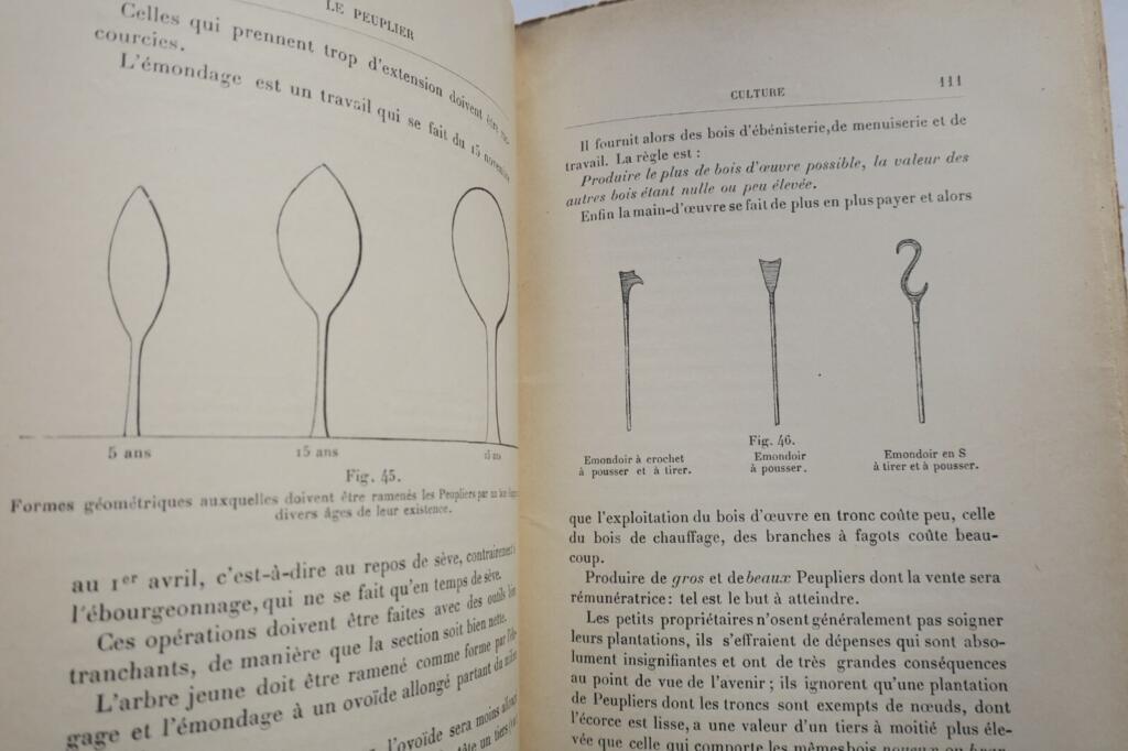 Der Pappelbaum: Geschichte, Sorten, Anbau und Nutzen