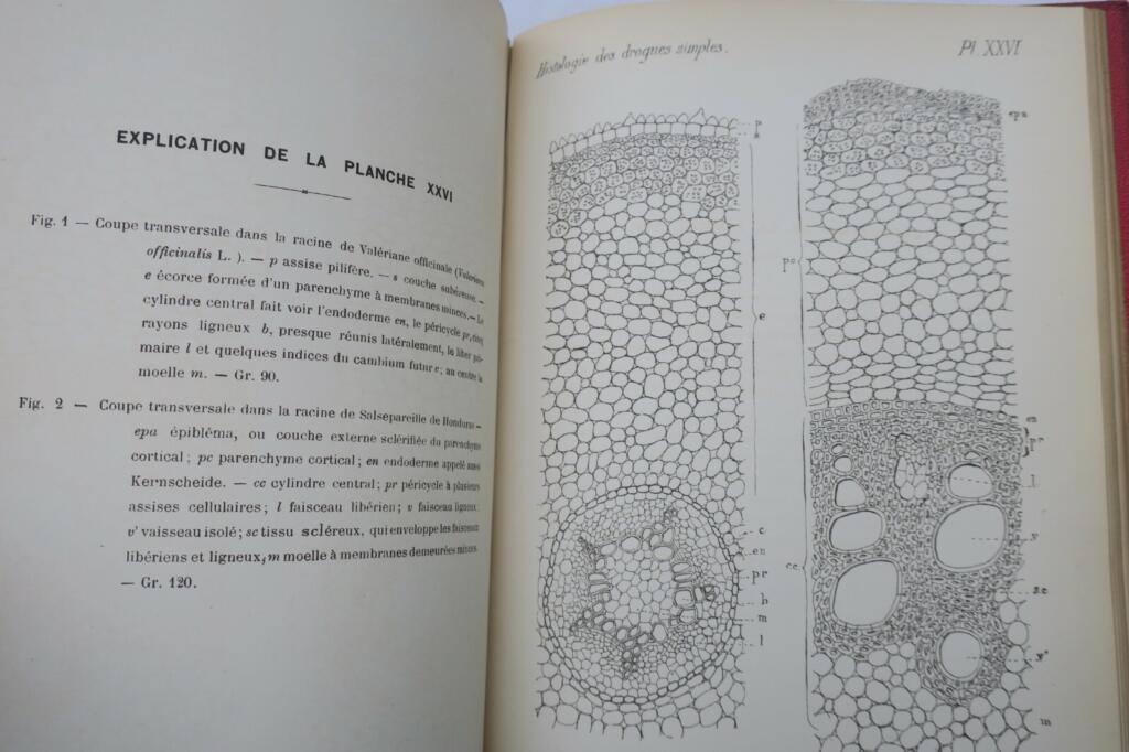 Rare atlas on simple drug histology