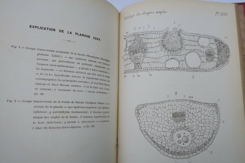 Rare atlas on simple drug histology