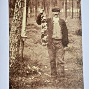 Au Pays landais Cueillette des Cêpes