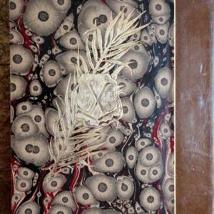 BONNES BETES ET BONNES GENS 1907